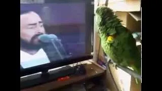 The parrot imitates Pavarotti