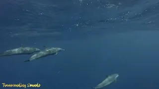 Relaxing Music for Stress Relief. Dolphin singing. Deep Meditative Music for Harmony of Inner Peace