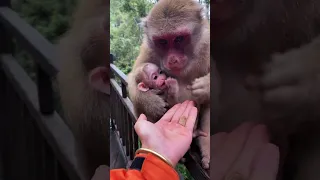 FEED MACAQUE #macaque #macaquemonkey #monkey #babymonkey #cuteanimals #mom #adorable #feed
