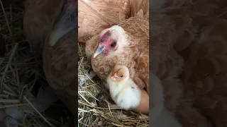 Her First Day of Life! 🐣 chaotic good farm!