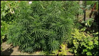 Outdoor 2" монстр помидор 🍅 верхушка скрутилась😰 из за жары и недостатка воды??? Аут 2020..