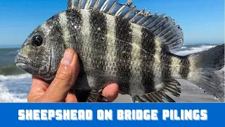 How To Catch Sheepshead On Bridge Pilings (Using Shrimp)