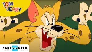 Tom und Jerry | Drei kleine Vögel | Cartoonito