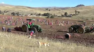 Cosecha de papa en Huancayo,Perú