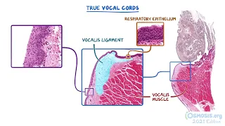 Nasal cavity histology