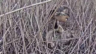 Latvian Eurasian Bittern~Pretty strange looking mating~8:38 AM 2022/04/28