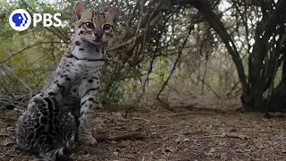 Ocelot Moms... They're Just Like Us