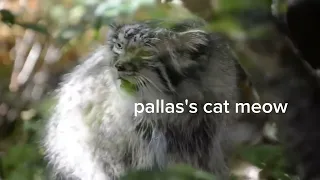 pallas's cat sounds no vocalisation @WildPanthera