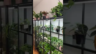 Turn your dreams into reality. Here’s a quick tour of my crazy plant shop