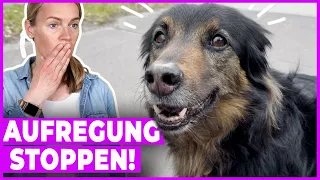 Hund Aufregung nehmen I Mit diesen Tipps klappts - VLOG