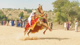 Mast camel race |See camel masti