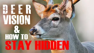 Deer Vision: How it Works and How to Stay Hidden