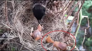 Mother Smells Weak Immature babies & PUSHED OUT ALL | bulbul birds in nest | bird video Full 3