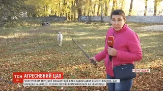 Селяни нарікають на сестер-лікарок, які фактично тримають кіз на території амбулаторії