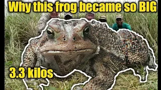 Goliath the Frog:How did the World's largest frog get so Big