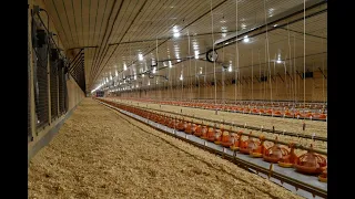 Introduction to Modern Broiler Production (all subjects combined)