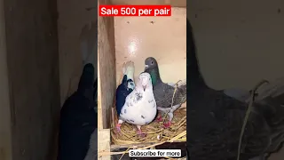 sale per pair 500 #kabutar #pigeon #pair #viralvideo #udan#spain_clasher