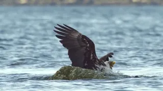 Crab fights off a bald eagle. @SmallPocketLibrary