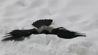 Crow hunting Кроухантинг. Весенний отстрел вредителей.