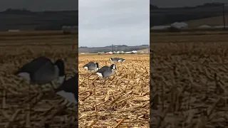 When you have an audience watching your goose hunt… #nebraska #hunting #waterfowl #shorts