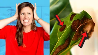 The ULTIMATE Fiddle Leaf Fig Survival Guide for BROWN SPOTS!