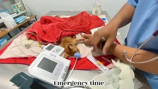 Rescue the kitten that was in bad condition( Emergency). God bless this poor kitten | FTC Meow