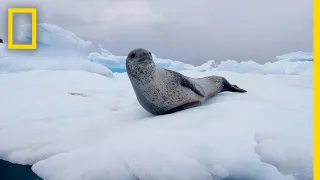 Leopard Seals Play and Hunt in Antarctica | National Geographic