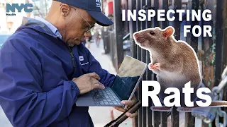 Inside NYC Rat Inspections: Responding to 311 Complaints