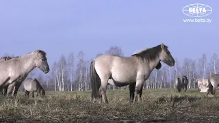 Дикие лошади 2 года живут в Беларуси!  Эксперимент по расселению тарпановидных лошадей