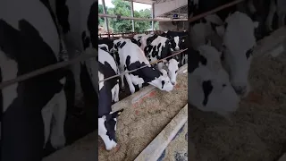 vacas se alimentando no free stall