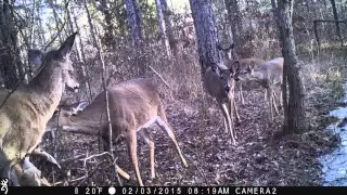 Using Past Trail Camera Pictures To Pattern Deer