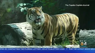 Tiger Attacks Zookeeper At Kansas Zoo