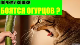 Почему кошки боятся огурцов?