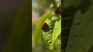 Божья коровка дай мне здоровья немного! Слава Богу за все!🙏❤