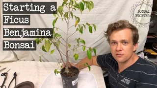 Ficus Benjamina bonsai - first style and repot