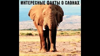 10 Интересных Фактов о Слонах