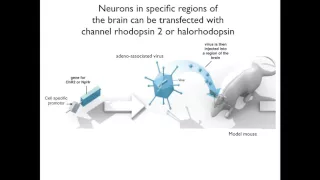 Channel Rhodopsins