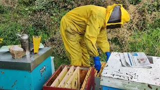 (1) Apicoltura: il sistema per produrre miele 🍯 il doppio  del normale, prima parte