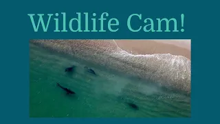 Wildlife Cam: White sharks off Cape Cod