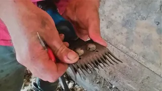 Setting Comb And Cutter For Shearing Sheep