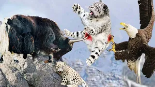 The Yaks Decided To Kill The Snow Leopard To The Edge Of The Abyss To Save The Baby From Death