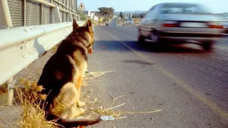 Dieser traurige Hund hat 11 Jahre lang auf seinen Besitzer gewartet. Schau, was dann passiert ist