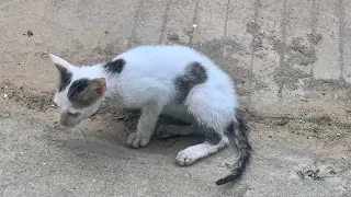 Rescue poor kitten hit by car on the road @ftcmeow_Rescuse_cat