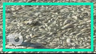 A brief history of red tide in Florida