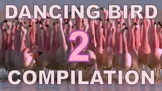 Dancing Birds Compilation (Part 2)