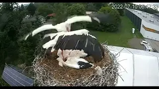 INTRUDER! WHITE STORKS BATTLE IT OUT FOR THE NEST