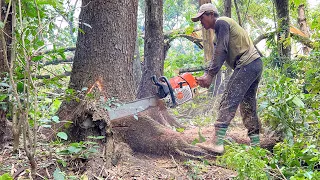 Special Quality !! Cut down a small but old trembesi tree.