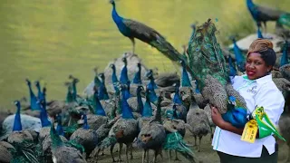 The MOST EXPENSIVE BIRDS Farmer |Peacocks, Brahma, Guineafowl, Pheasant, Silkie Bantam, Brown Turkey