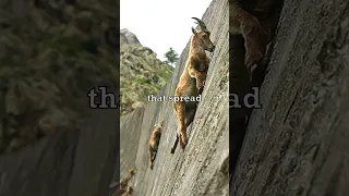Mountain Goats Climbing Walls 🐐