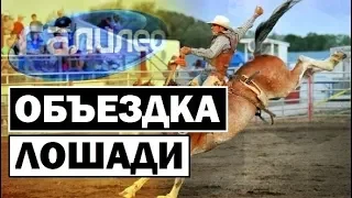 Галилео 🐎 Как приручить лошадь? [Horses dressage]